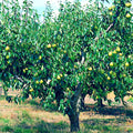 European Pear Tree Seeds - Fast Growing Hardy Variety for Fruit and Flower Gardens - Pyrus Communis