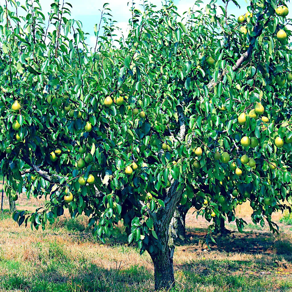 European Pear Tree Seeds - Fast Growing Hardy Variety for Fruit and Flower Gardens - Pyrus Communis