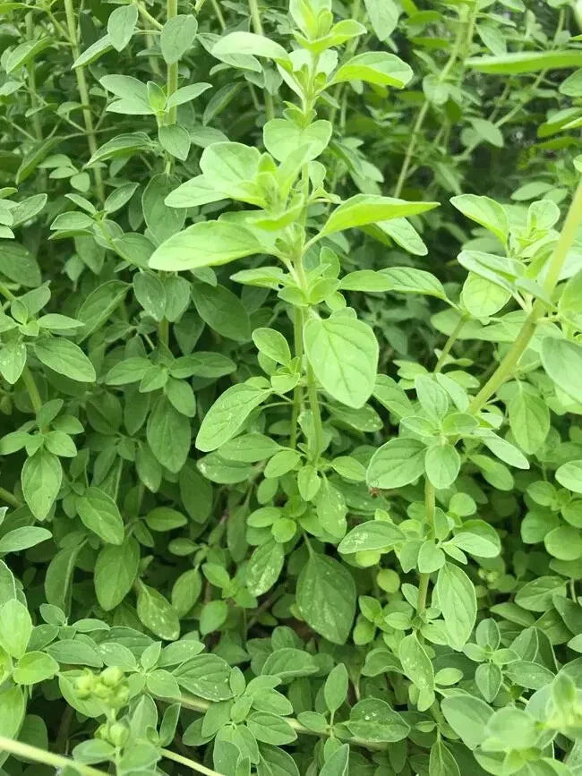 Greek Oregano Plant 4" in Pot - Origanum vulgare - Aromatic Culinary Herb - Perennial with Purple-Pink Flowers