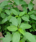 Egyptian Spinach Seeds - 200+ Seeds, Saluyot Jute, Molokhia (Corchorus olitorius)