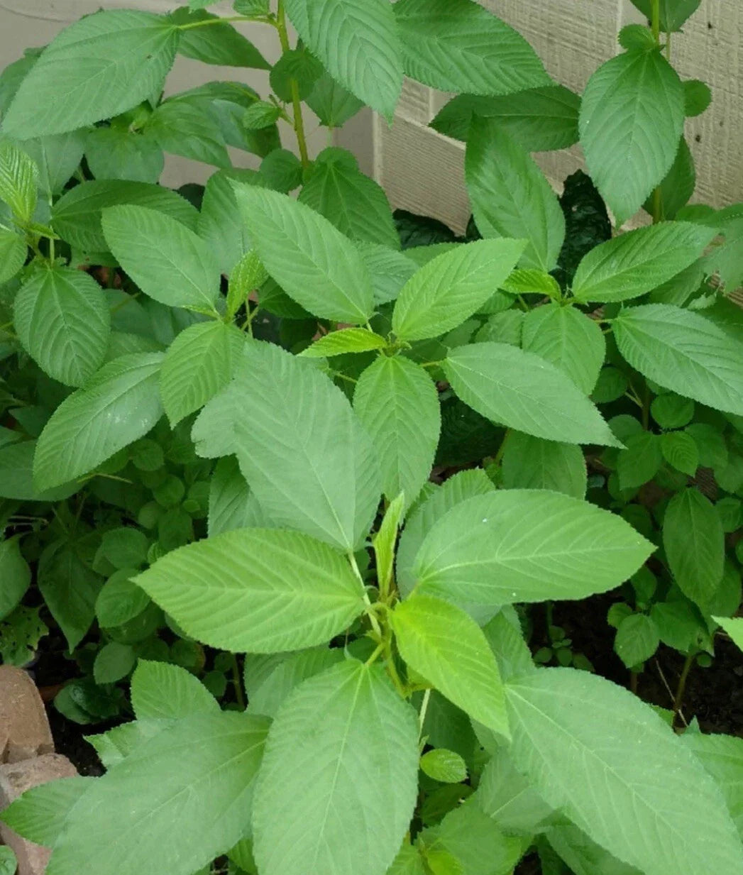 Egyptian Spinach Seeds - 200+ Seeds, Saluyot Jute, Molokhia (Corchorus olitorius)