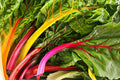 Swiss Chard Seeds - 4 Star Variety - Fresh Seeds for Gardening - Beta vulgaris subsp. cicla