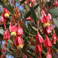 Fuchsia Gum Tree Seeds - 10 Seeds - Eucalyptus forrestiana - Ideal for Planting