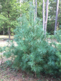 Eastern White Pine Tree Seedlings - 24"-30" Bare Root Transplants - Lot of 3 - Pinus strobus