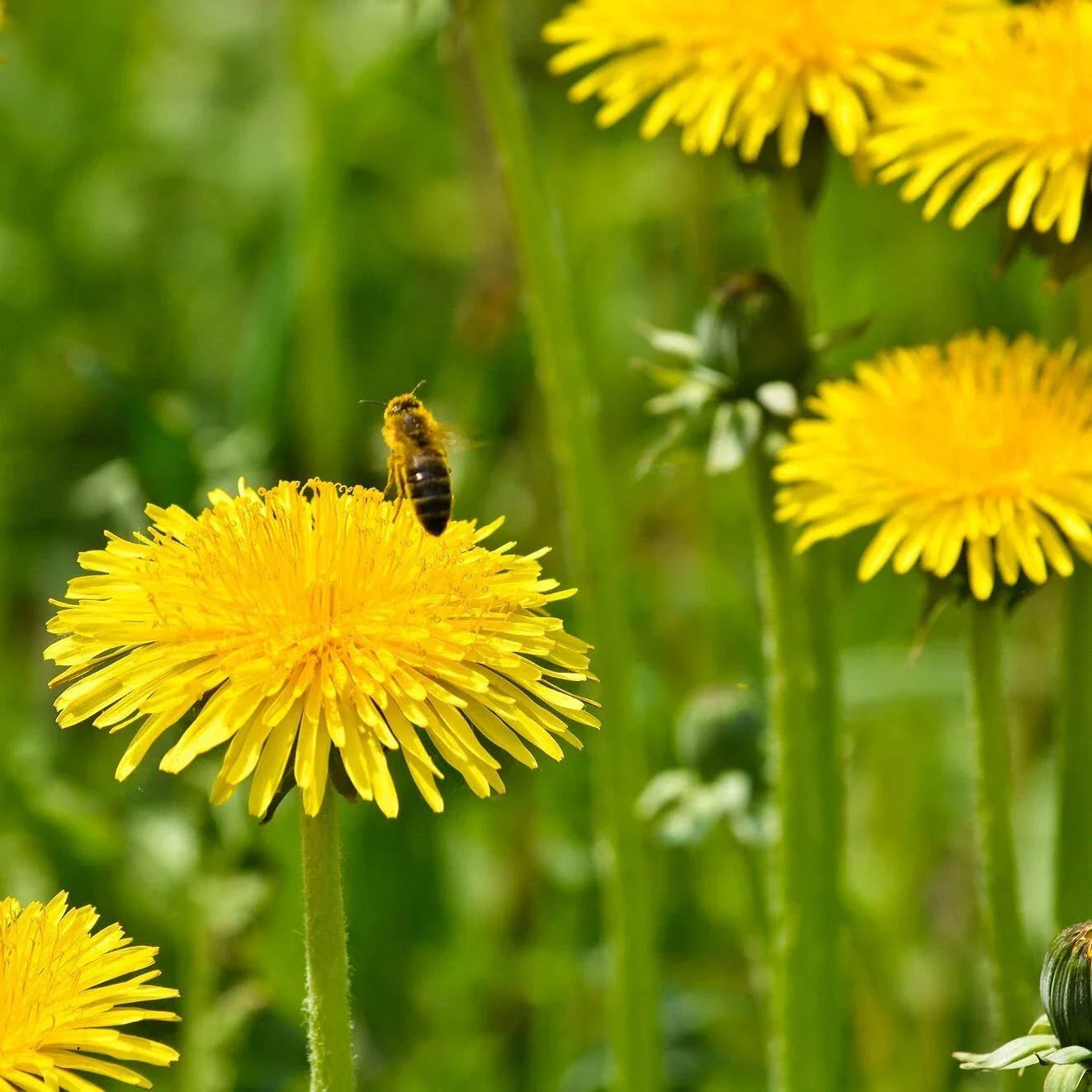 Dandelion Seeds for Planting - 250 Count - Perennial Herb Flowers - Taraxacum officinale