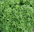 Dwarf Greek Basil Seeds 300+ Non-GMO Annual Herb Spice Ocimum basilicum