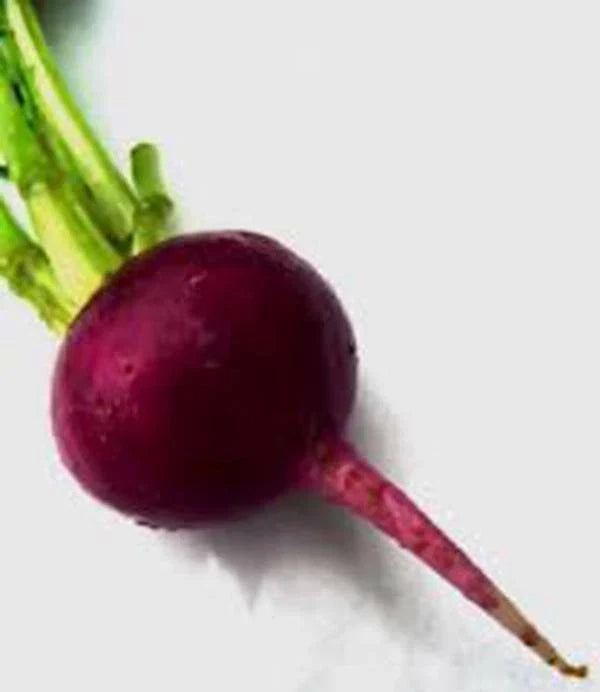 Beet Seeds - 500 Count - Early Wonder Heirloom Non-GMO Beet (Beta vulgaris)