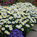 Shasta Daisy Seeds - 200+ Heirloom Non-GMO Seeds - Leucanthemum × superbum - USA Grown, Free Shipping
