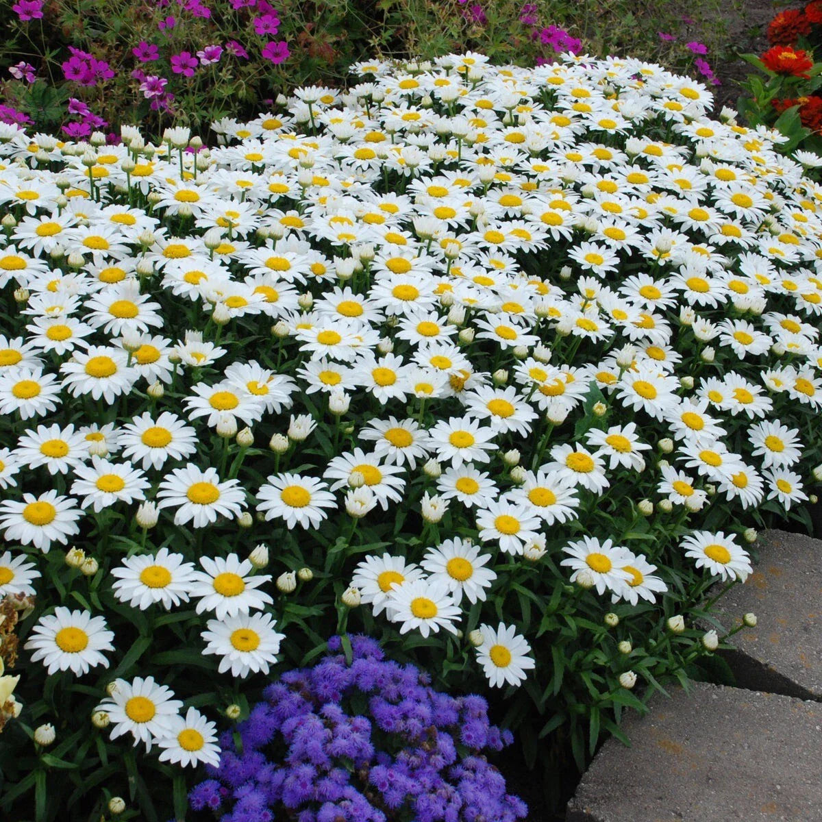 Shasta Daisy Seeds - 200+ Heirloom Non-GMO Seeds - Leucanthemum × superbum - USA Grown, Free Shipping