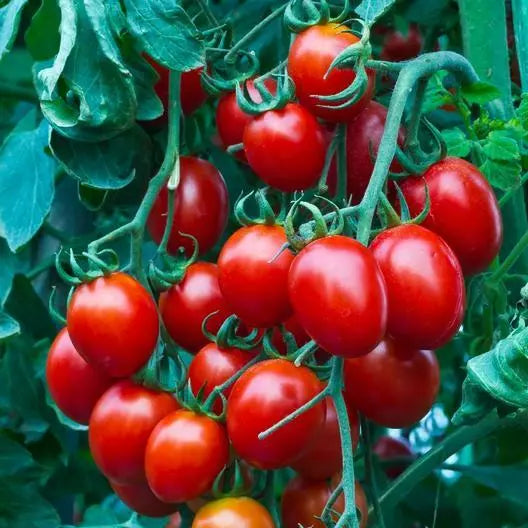 Small Red Cherry Tomato Seeds - 50 Non-GMO Heirloom Seeds - USA Seller - Perfect for Home Gardening