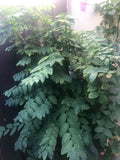 Unrooted Cuttings 8" Katuk Herb Branches - Organic CA Grown (Sauropus androgynus)