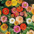 Zinnia Seeds Bulk Pack 500 Non-GMO Dwarf Petite Flowers (Zinnia elegans) - Ideal for Landscaping