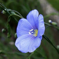 Flax Seeds - 200 Seeds - Common Flax (Linum usitatissimum) - Attracts Pollinators - USA Grown