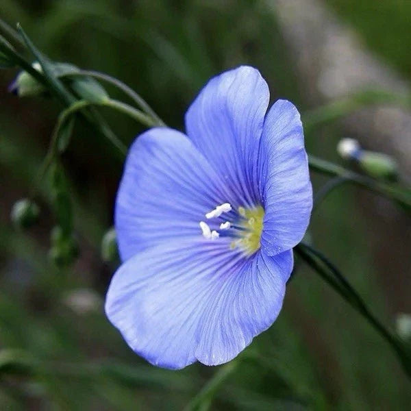 Flax Seeds - 200 Seeds - Common Flax (Linum usitatissimum) - Attracts Pollinators - USA Grown