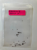 Seeds - S. Buckleyi x Vohnyk Hybrid - Rare and Unique Plant Variety - Great for Garden Enthusiasts