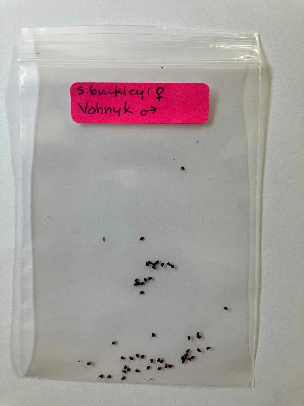 Seeds - S. Buckleyi x Vohnyk Hybrid - Rare and Unique Plant Variety - Great for Garden Enthusiasts