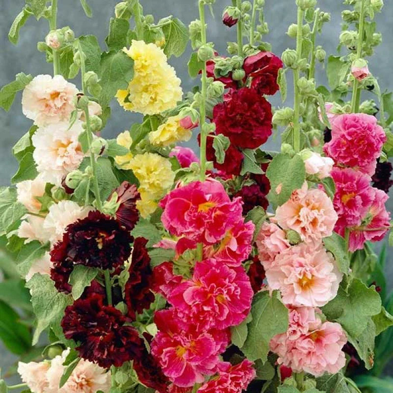 Hollyhock Seeds - Summer Carnival Mix - 22 Seeds - Alcea rosea - Colorful Garden Flowers - Buy 15 for Free Shipping