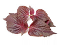 Perilla Seeds for Planting - 200 Heirloom Non-GMO Shiso Seeds - Organic Culinary Herb Gardening