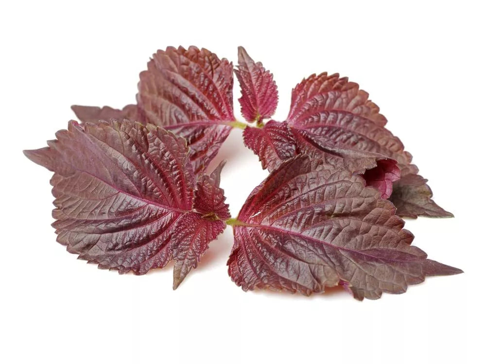 Perilla Seeds for Planting - 200 Heirloom Non-GMO Shiso Seeds - Organic Culinary Herb Gardening