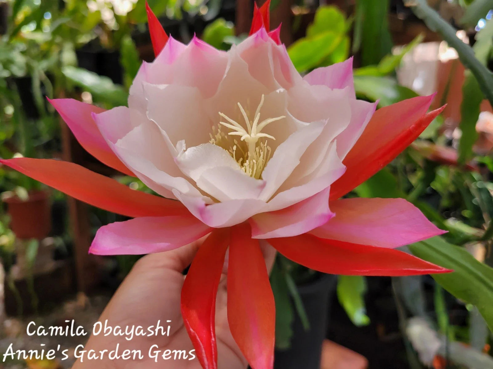 Epiphyllum Camila Obayashi Orchid Cactus in 4 Inch Pot | Well Rooted Succulent Plant