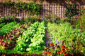 Vegetable Garden Seed Kit #2 | 5 Variety Set - Brussel Sprout, Broccoli, Cauliflower, Tomato, Carrot (Brassica oleracea)