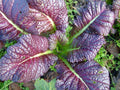 Red Giant Mustard Seed - Fresh Seed for Planting - Brassica juncea - Heirloom Variety
