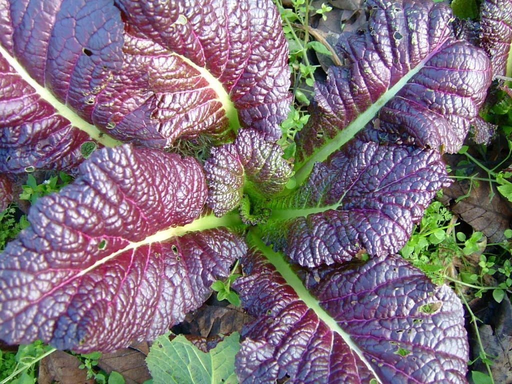 Red Giant Mustard Seed - Fresh Seed for Planting - Brassica juncea - Heirloom Variety