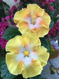 Flower Seeds - 20 Light Yellow White Perennial Seeds - Bloom 491 - Garden Plants