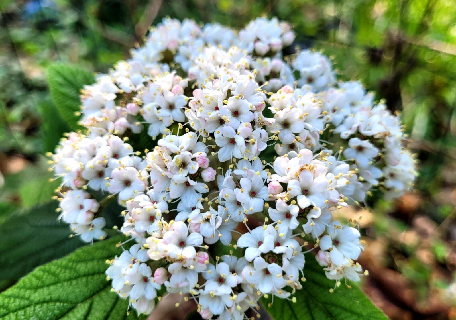 Viburnum Allegheny Hedge Plant - Semi-Evergreen Hardy Flowering Bush - Ideal for Landscaping