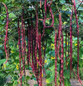 Red Noodle Yard Long Bean Seeds | Chinese Purple Cowpea | 2025 Heirloom Asian Vegetable Seeds