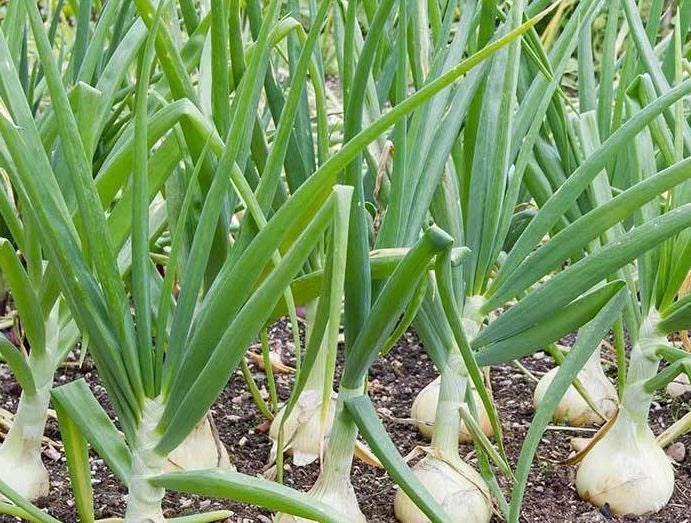 Vidalia Sweet Onion Seeds - 500 Non-GMO Heirloom Seeds - Allium cepa - Free Shipping
