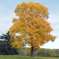 Silver Maple Tree - 2 Year Old Live Plant - 20" Tall - Acer Saccharinum - Fast Growing Shade Tree