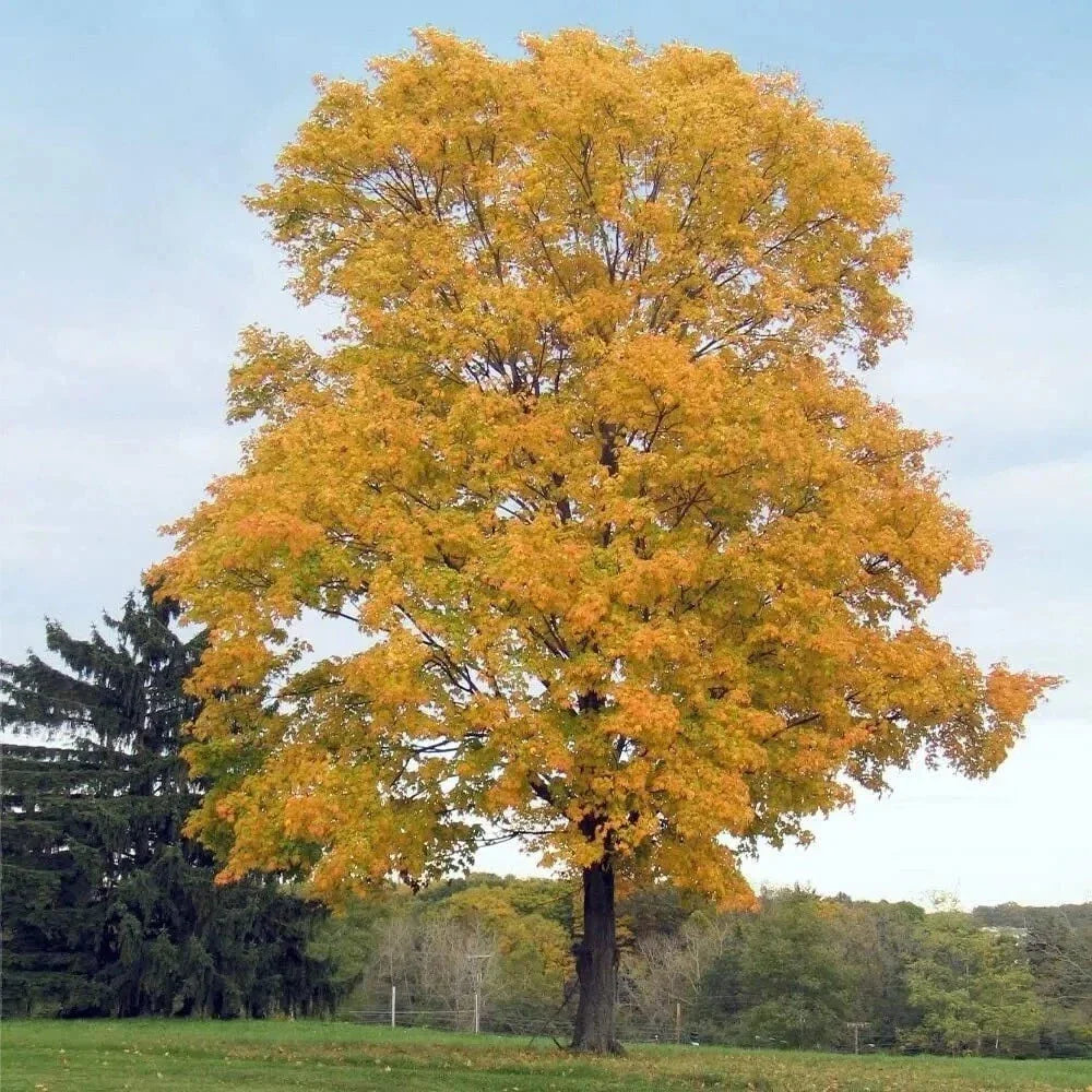 Silver Maple Tree - 2 Year Old Live Plant - 20" Tall - Acer Saccharinum - Fast Growing Shade Tree