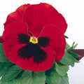Pansy Seeds - 50 Count - Character Red With Face - Viola tricolor