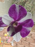 Orchid Plant Den Red Star - Short Stem, Bare Root, No Bud or Bloom, Dendrobium Orchid