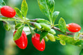 Goji Berry 20 Seeds for Planting | Wolfberry | Organic Superfood Seeds | Nutrient-Rich | Lycium barbarum