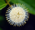 Buttonbush Seeds for Planting - 100 Seeds - Cephalanthus occidentalis - Native Wetland Plant Seed