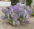 Cactus Cuttings - 3 Santa Rita Purple Prickly Pear Opuntia - Succulent Plants for Gardening, Home Decor, or Gifts