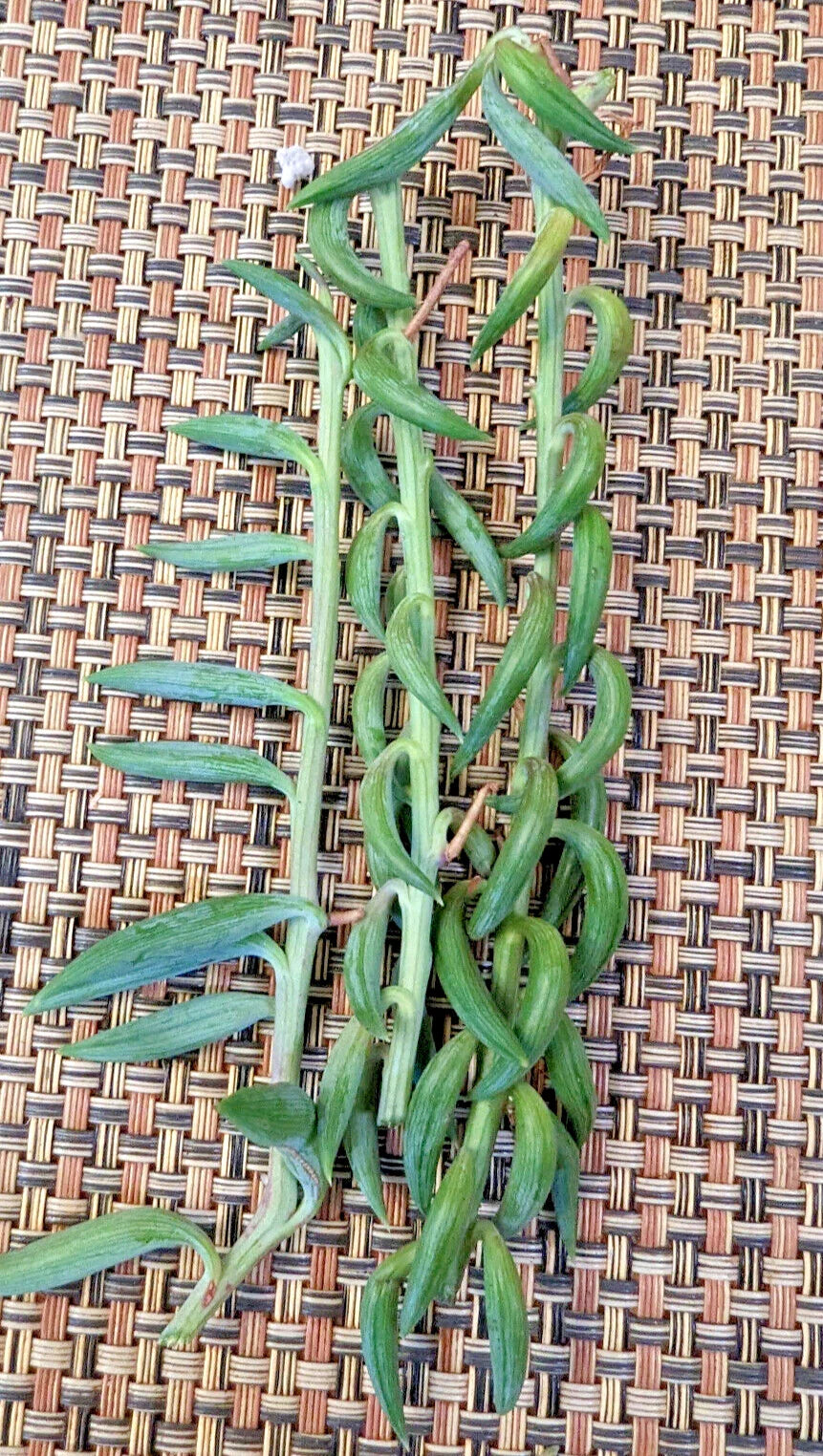 String of Bananas Cuttings 5X Unrooted 4" Easy Care Senecio radicans
