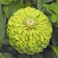 Envy Lime Green Zinnia Seeds | Double Blooms Cut and Come Again | Zinnia elegans Seeds 2025