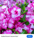 Encore Autumn Kiss Azalea Starter Plant - Deciduous, Well-Rooted, Vibrant Pink Blooms - Rhododendron 'Autumn Kiss'