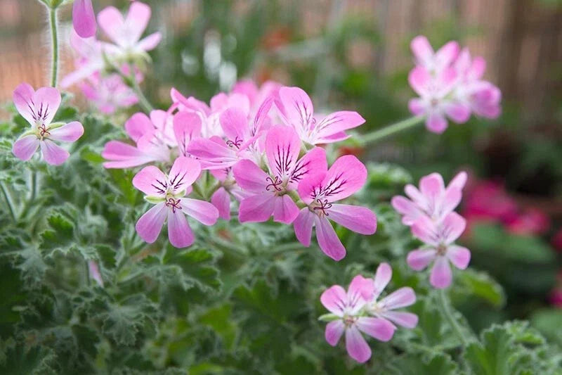 Rose Scented Geranium Cuttings (6) - Pelargonium graveolens - Aromatic Plant for Home Gardening and Indoor Décor