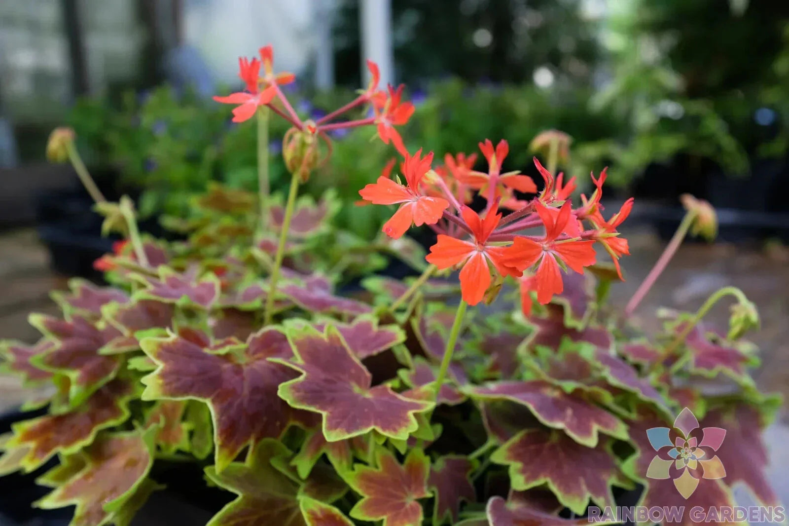 Vancouver Centennial Geranium Seeds - 25+ Pack - Ideal for Garden - Pelargonium x hortorum