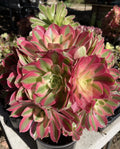 Live Succulent Plants - Aeonium Pink Witch Cutting (2.5") - Imported, Unique Variety for Home Decor and Gardens