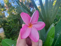 Plumeria Cuttings 8-10" Single Tip - Vibrant Color Variety - Frangipani (Plumeria spp.)