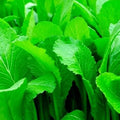 Mustard Seeds - 250+ Heirloom Organic Florida Broadleaf - Non-GMO Gardening Seeds for Home Planting