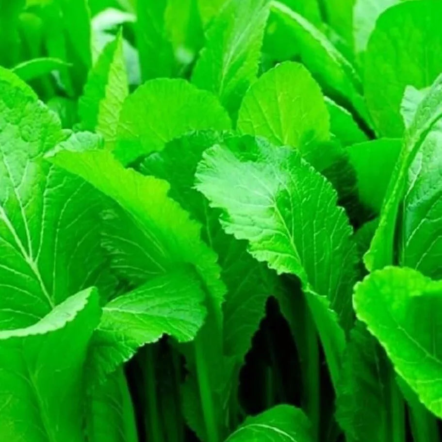 Mustard Seeds - 250+ Heirloom Organic Florida Broadleaf - Non-GMO Gardening Seeds for Home Planting