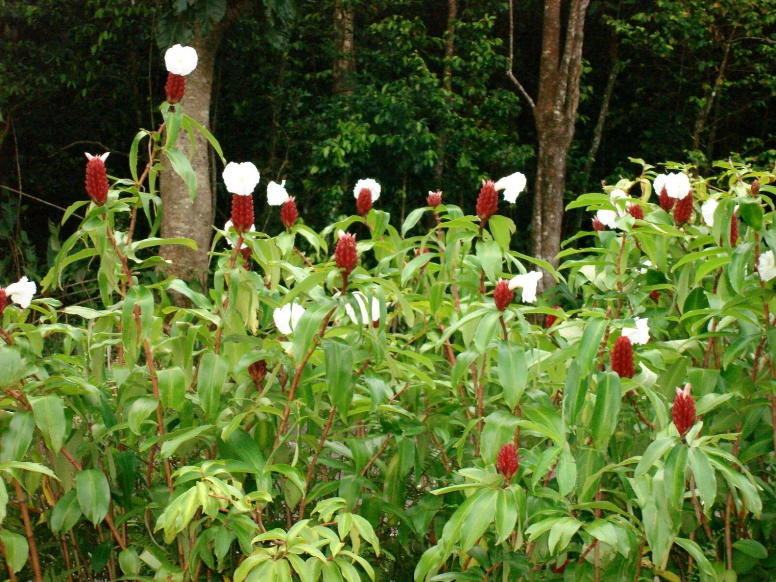 Crepe Ginger Seeds - 5 Rare Ornate Tropical Seeds - Costus Speciosus - Free Shipping