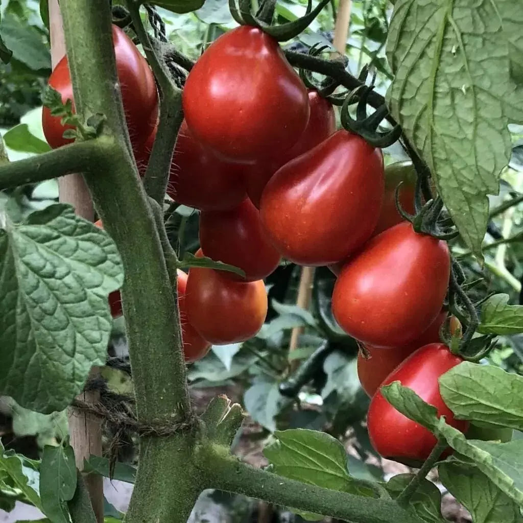 Napoli Tomato Seeds - 30+ Heirloom Organic NON-GMO - Fresh Garden Seeds - Solanum lycopersicum
