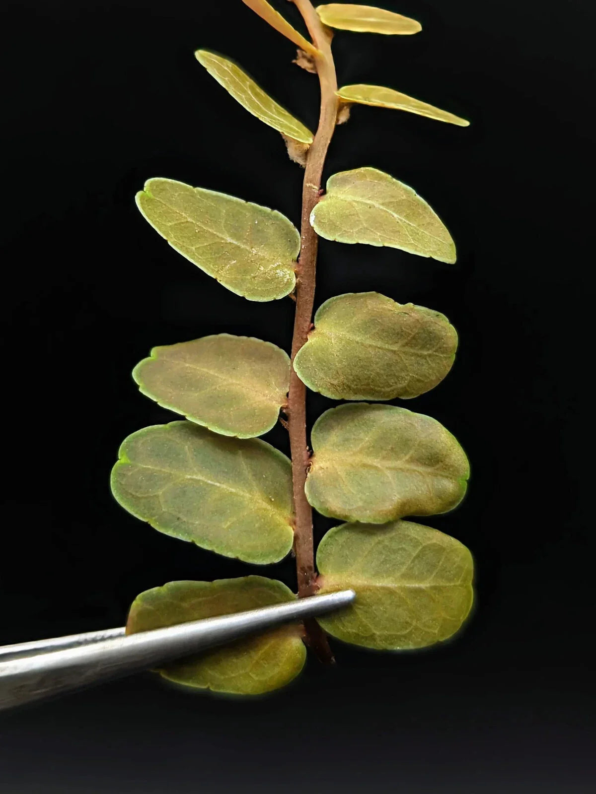 Marcgravia sp Copper Cutting - 10 Leaf Terrarium Plant - Unique Indoor Plant for Home Decor & Gardening